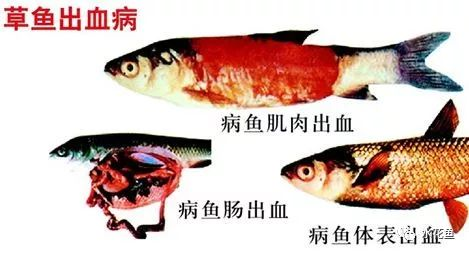 草魚(yú)出血病.png