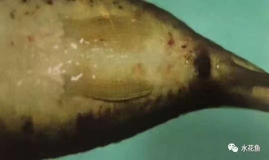 鯉肛門(mén)紅腫，體表出血.jpg