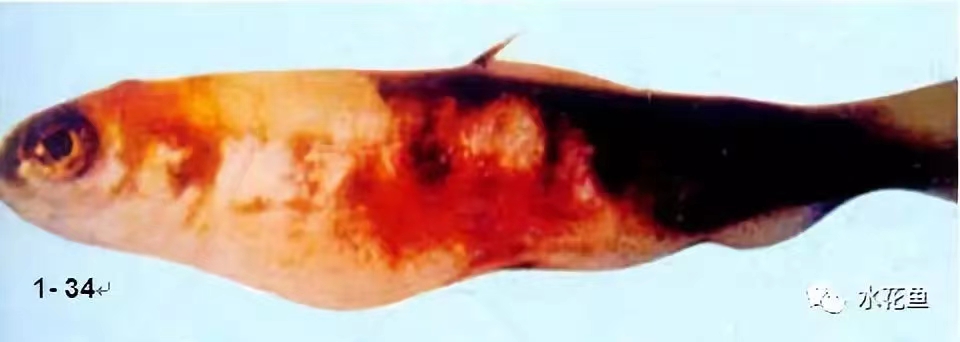 患病虹鱒腹部膨大，體表出血、出血(仿山崎隆義).jpg